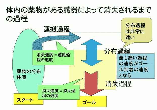 第3部:臨床薬物動態情報の収集と適用 応用編