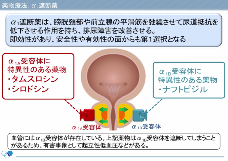 泌尿器系の基礎知識の画像