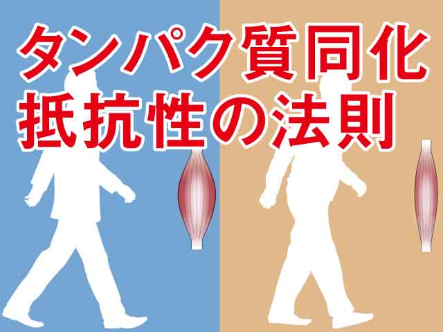 加齢と筋タンパク質の合成反応との関係性の画像