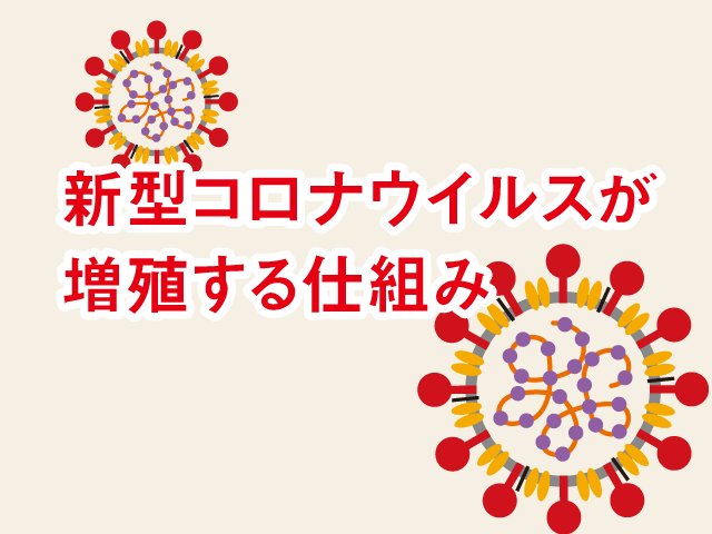 新型コロナウイルスが増殖する仕組みとはの画像