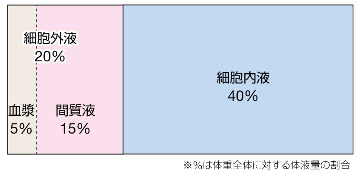 図2 細胞外液と細胞内液の内訳(体液量が60%の成人男性の場合)の画像